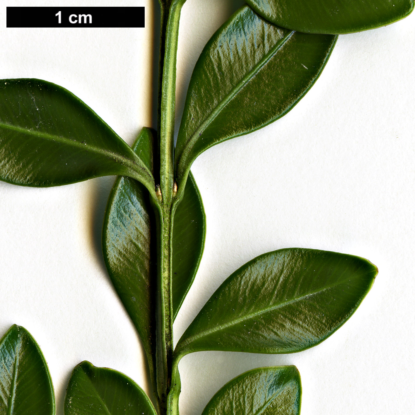 High resolution image: Family: Buxaceae - Genus: Buxus - Taxon: microphylla - SpeciesSub: var. riparia